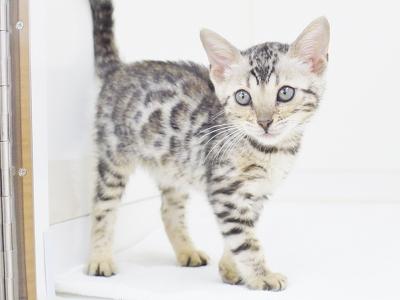 animal_image