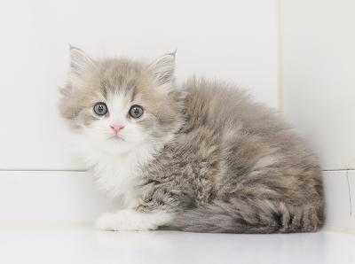 animal_image