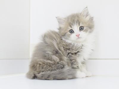 animal_image