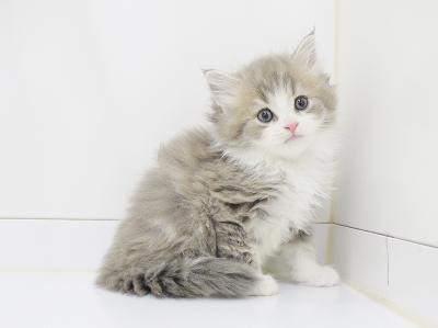 animal_image