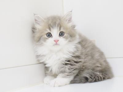animal_image