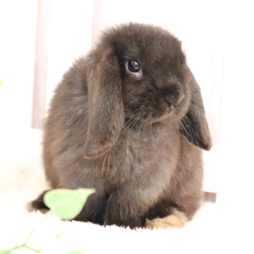 animal_image