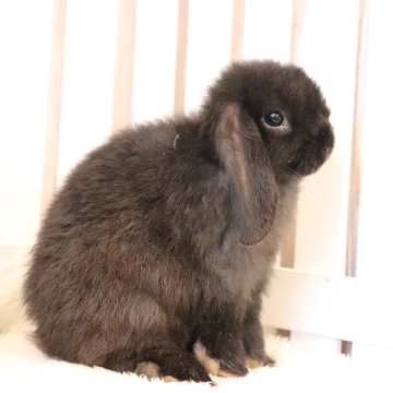 animal_image