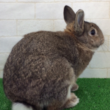 animal_image