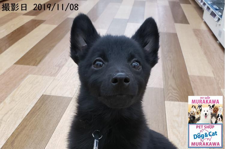 animal_image