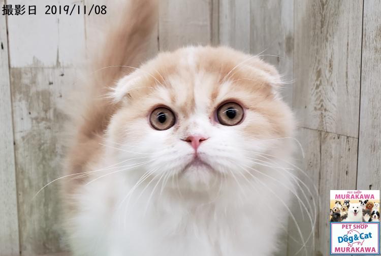 PROSHOP DOG＆CAT MURAKAWAのスコティッシュ・フォールド