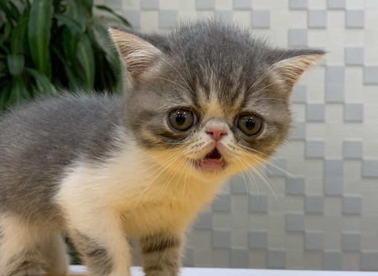animal_image