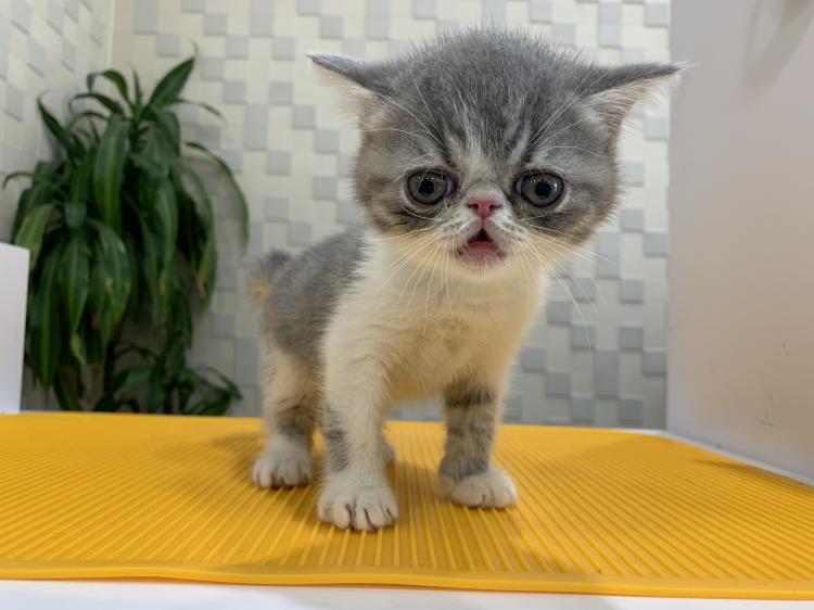 animal_image