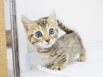 animal_image