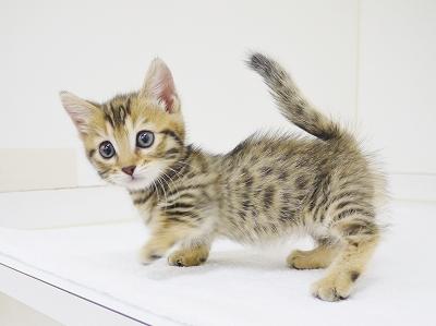 animal_image