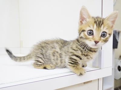 animal_image