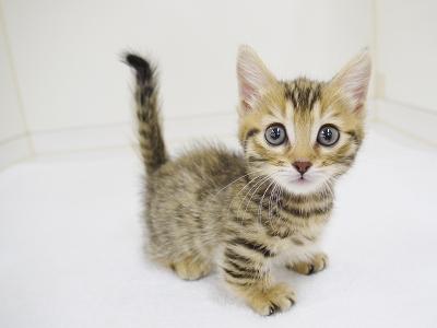 animal_image