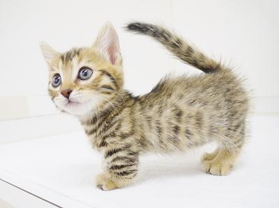 animal_image