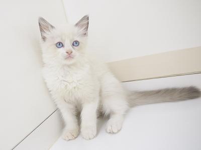 animal_image