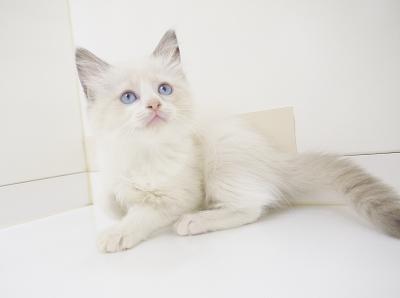 animal_image