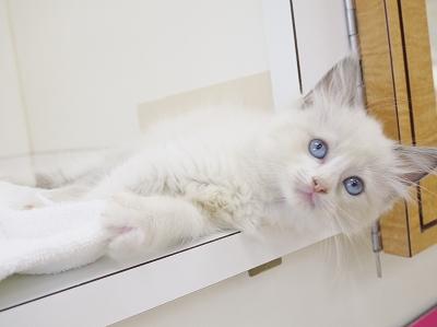 animal_image