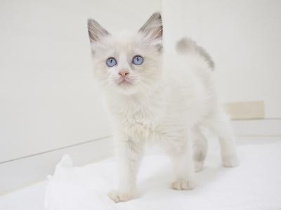 animal_image