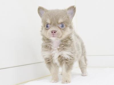 animal_image
