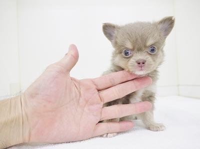 animal_image