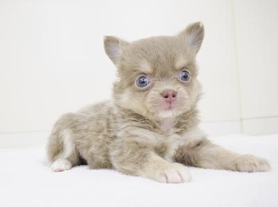 animal_image