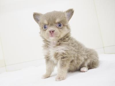 animal_image