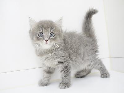 animal_image