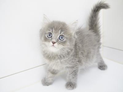 animal_image