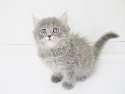 animal_image