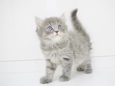 animal_image