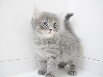 animal_image