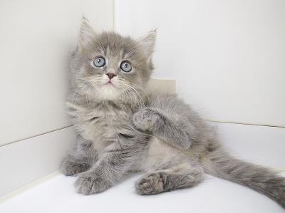 animal_image