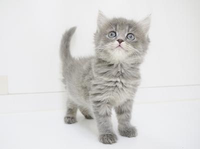 animal_image