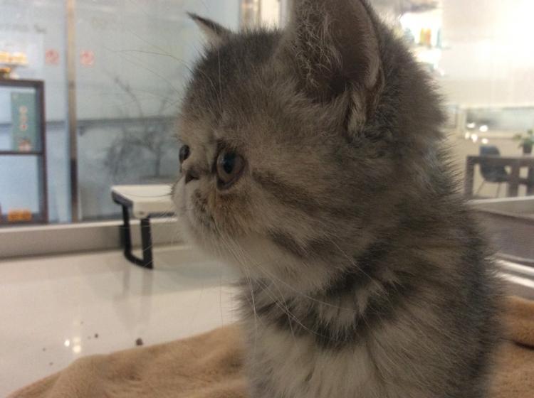 福岡県のペットショップ Adorable エキゾチック ショートヘア 0040 の詳細情報 猫との暮らし大百科 アニコム獣医師監修