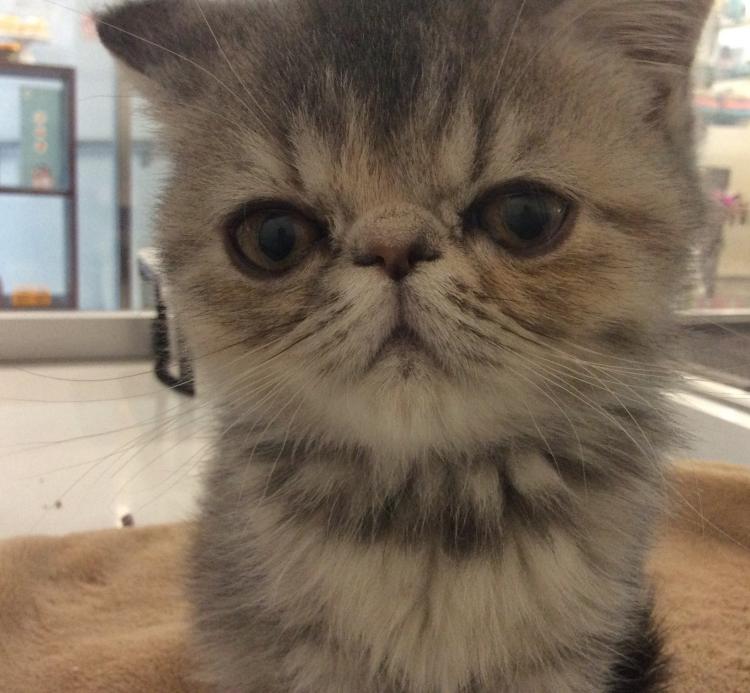 福岡県のペットショップ Adorable エキゾチック ショートヘア 0040 の詳細情報 猫との暮らし大百科 アニコム獣医師監修