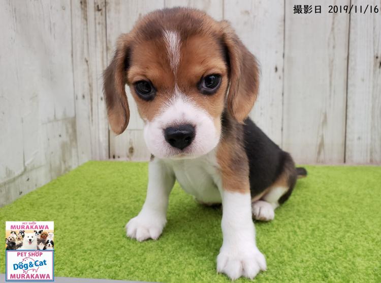 animal_image
