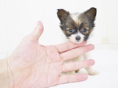 animal_image