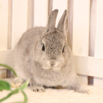 animal_image