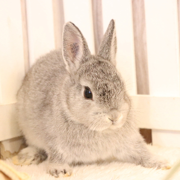 animal_image