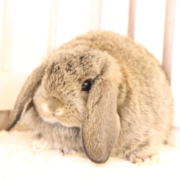 animal_image