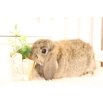 animal_image