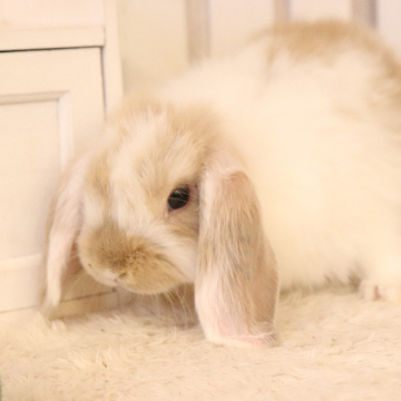 animal_image