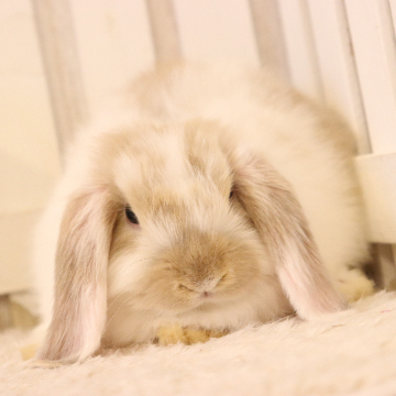 animal_image