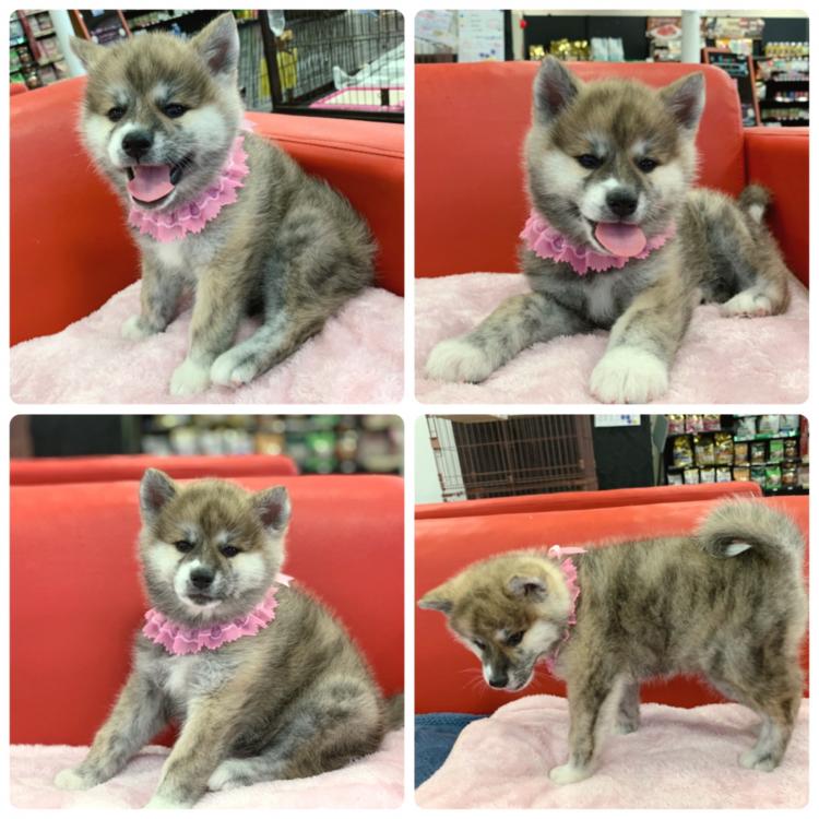 ペットショップ犬の家 京都樟葉店の秋田犬の詳細 ハローべいびぃ