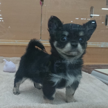 animal_image