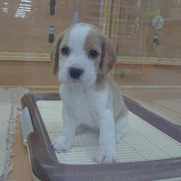 animal_image