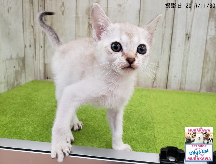 animal_image