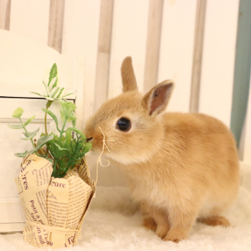 animal_image