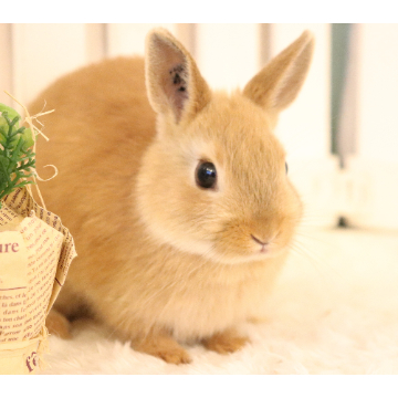 animal_image