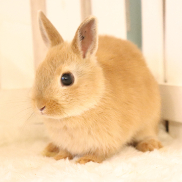 animal_image