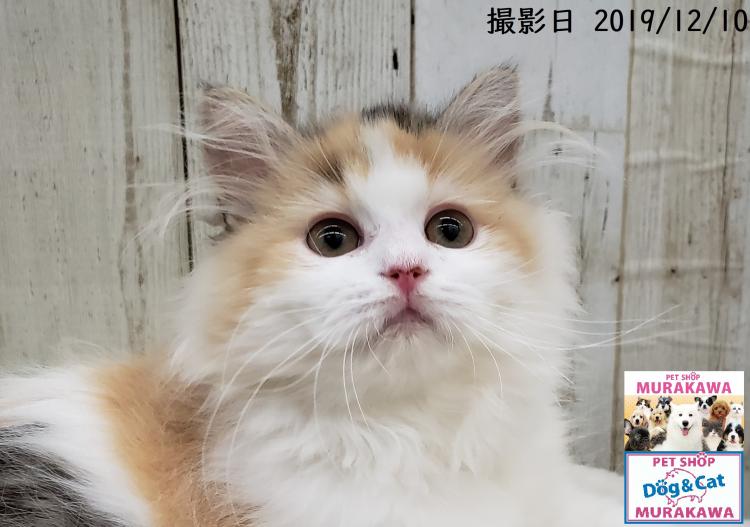 animal_image